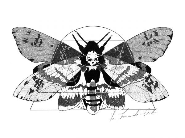 Evolution detail / Occult Art